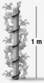 Fempoängsproblem 17. En växt slingrar sig exakt fem varv kring en stolpe som har höjden 1 m och omkretsen 15 cm. Varje varv slingrar sig växten lika lång sträcka i höjdled. Hur lång är växten?