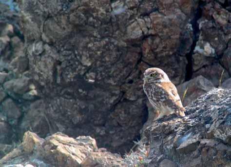 62. Kentsk tärna (Thalasseus sandvicensis) 1 ex förbiflytande Paphos 29/3. 63. Tamduva/Klippduva (Columba livia) Allmän och sedd dagligen i rikliga antal. 64. Ringduva (Columba palumbus) T.