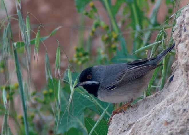 90. Talgoxe (Parus major aphrodite) Tämligen allmän och sedd dagligen. 91. Trädgårdsträdkrypare (Certhia brachydactyla dorotheae) 5 ex kring Stavros tis Psokas 29/3. 92.