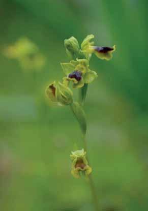 Ophrys lutea