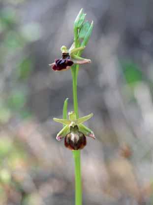 Ophrys herae