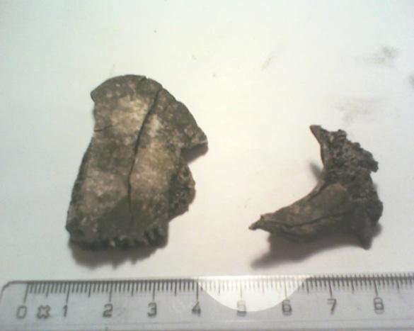 där det största var 7,8 millimeter och det minsta fragmentet var 2 millimeter. Majoriteten av fragmenten i BNR 5 var under 4 millimeter. Materialet uppgick till 27 deciliter i volym.