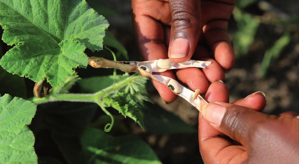 Stopp på finansiering till företag som tar makten över maten i Afrika Vi kräver att EU och andra aktörer slutar finansiera företags övertagande av makten över Afrikas mat och istället använder