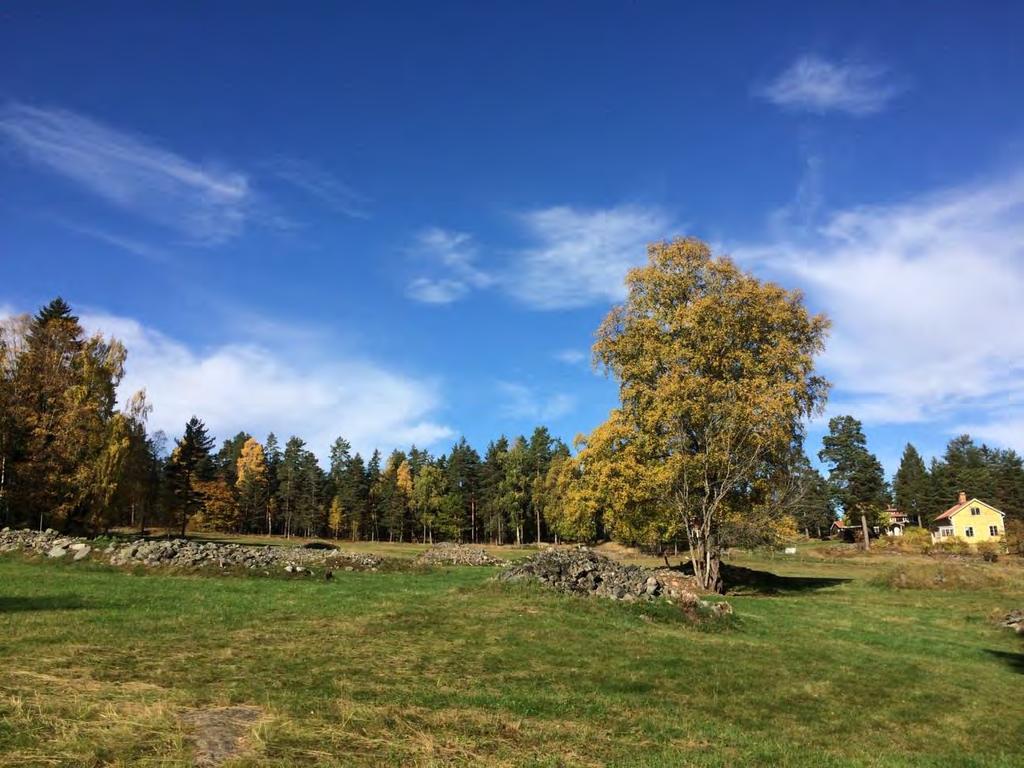 Odlingslandskap med stenrösen,