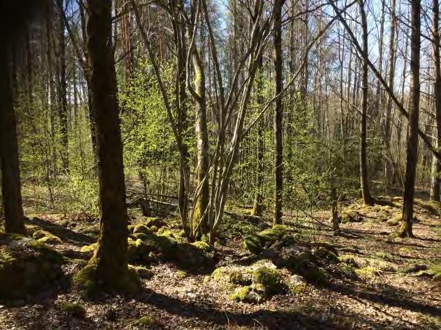 6. Skogen (övriga områden innan för FÖP gräns) Skogen runt Falun är relativt ung och i huvudsak produktionsskog. Tall och gran dominerar.