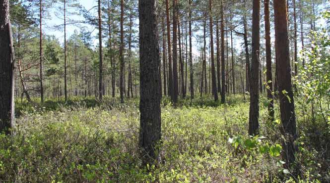tillfälliga öppna områden i samband med skogsavverkning. Skogsbygden i analysens avgränsningsområde har förhållandevis stora höjdskillnader (upp till cirka 40 meter) från söder till norr.