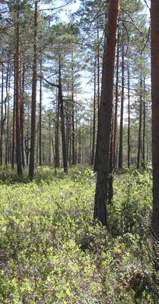 Större skogsområden som upplevs som opåverkade, orörda, tysta större skogsområden bör fredas från vindkraftverk. Kaxmossen, Köpings kommun.