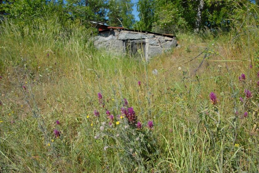 Söderbergs florainventering på