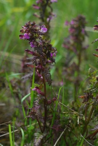 Det finns ett litet avsnitt i Gistvassen som måste vara en rest av tidigare strandängar. Där växer kärrspira, ängsnycklar, ängsull och gökblomster.