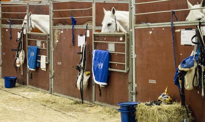 FUNKTIONÄRER Bli stallfunktionär på Sveriges största hästfest I år firar Sweden International Horse Show 25-årsjubileum och Svenska Blå Stjärnan ställer som vanligt upp med duktiga funktionärer.