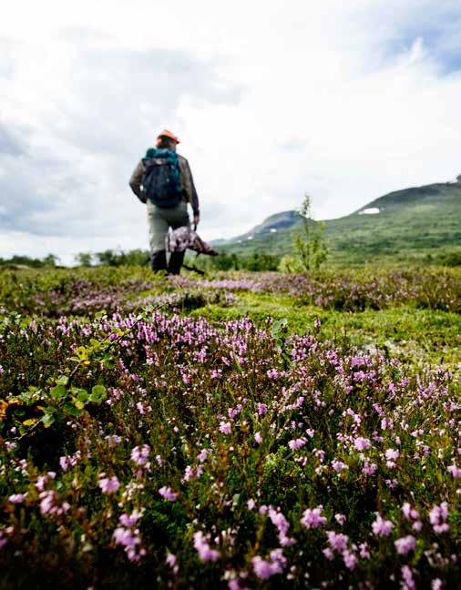 Jakt- och viltskådningsturism Jämtland Härjedalen har goda förutsättningar för en ökad jaktturism med stora, unika, sammanhängande områden som i Europeiska mått klassas som ren vildmark.