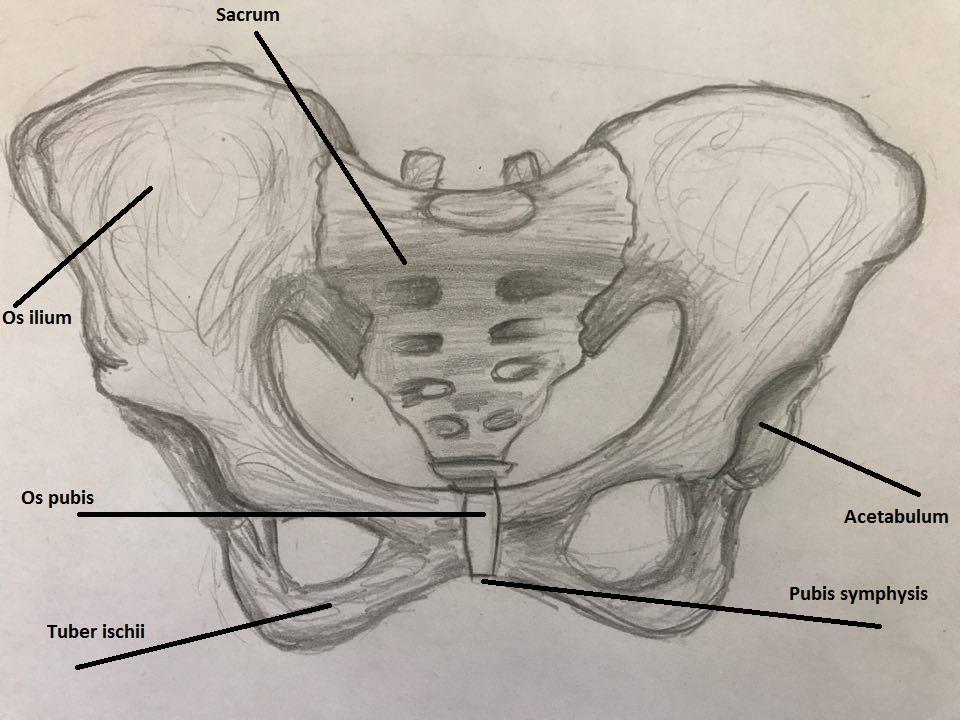 höftbenen, symfysen, korsbenet och coccygis (svanskotan).