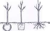 PLANTERA PÅ RÄTT DJUP En alltför djup plantering kan kraftigt försämra etableringen och döda träden.