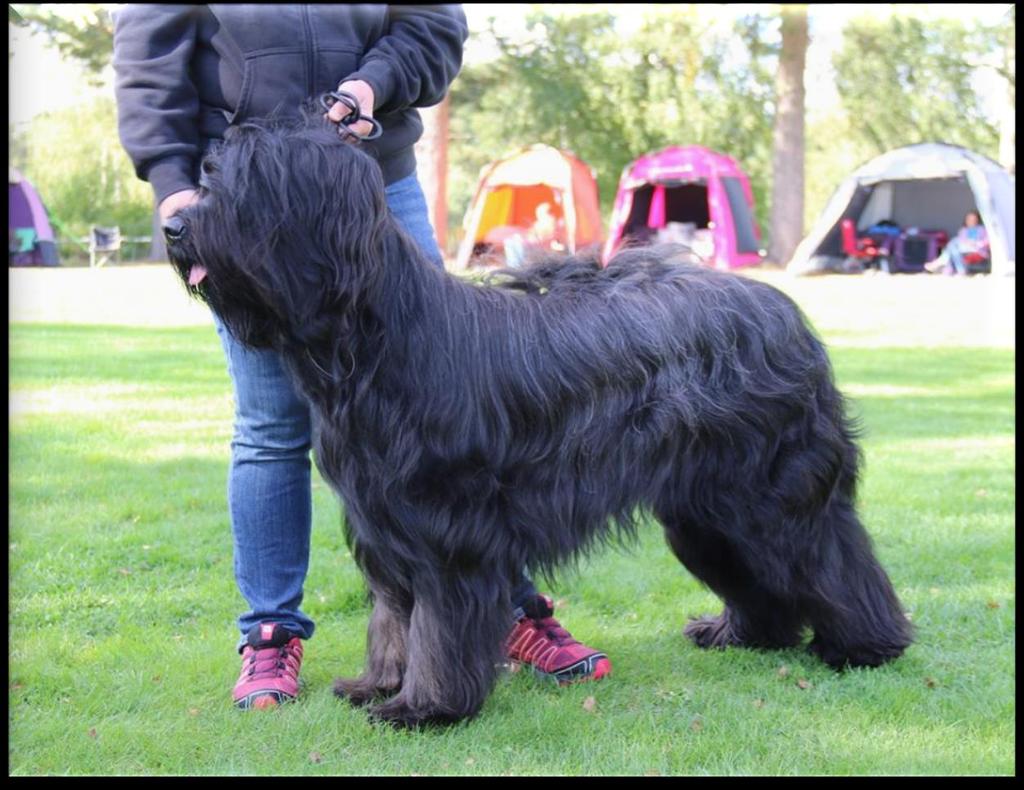 ögonen är för ljusa för en svart hund Utm