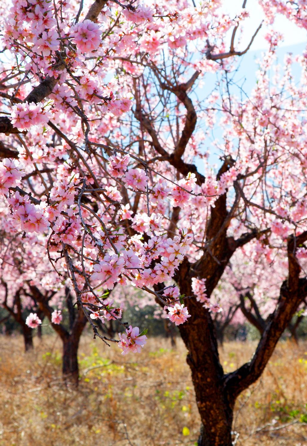 Mallorca i mandelblom Med sina sju miljoner mandelträd bjuder Mallorca på en naturupplevelse utöver det vanliga i blomstringstid.