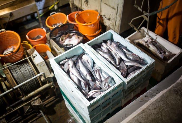 Sverige först i EU med nytt spårsystem Senast årsskiftet mot 2019 måste livsmedelsföretag använda nya systemet Spårar de fiskprodukter som säljs i Sverige till slutdestination.