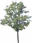 Tänk på att små träd växer och kan skymma belysningen från stolpar som står för nära.