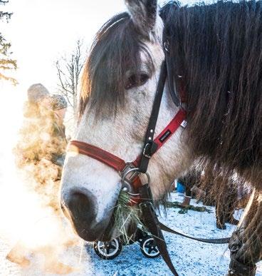 15.00. Engbergs i Stavsäter, Ljusdal Varje lördag fram till jul perioden 11 nov - 16 dec bakar vi vårt populära tunnbröd i gårdens bagarstuga.