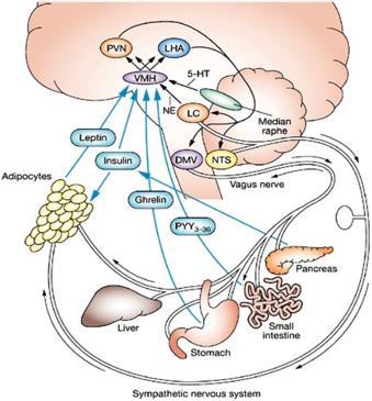 Reglering av kroppsvikt Aptitreglering Vid anorexi Genetic set-point Mättnad Insulin Leptin PYY GLP-1 CCK