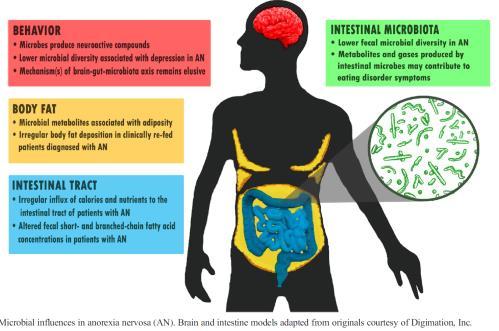 Tarmbakterier producerar neuroaktiva ämnen Mindre variation i tarmbiotan kopplade till depression