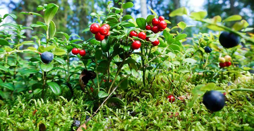 Ekologisk Skogsbärssaft Blandningen av blåbär och lingon gör smaken lagom söt och lagom frisk. Vi tycker att skogsbärssaftens vuxna smak passar som måltidsdryck.