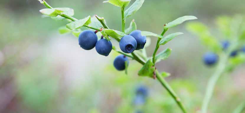 Blåbärssylt blir lätt rinnig, därför har vi tillsatt fruktpektin.