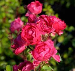Blommar juni till september/oktober. Svag doft. Trivs i full sol. Frisk och bra ros med god härdighet för att vara tehybrid. Rotäkta.