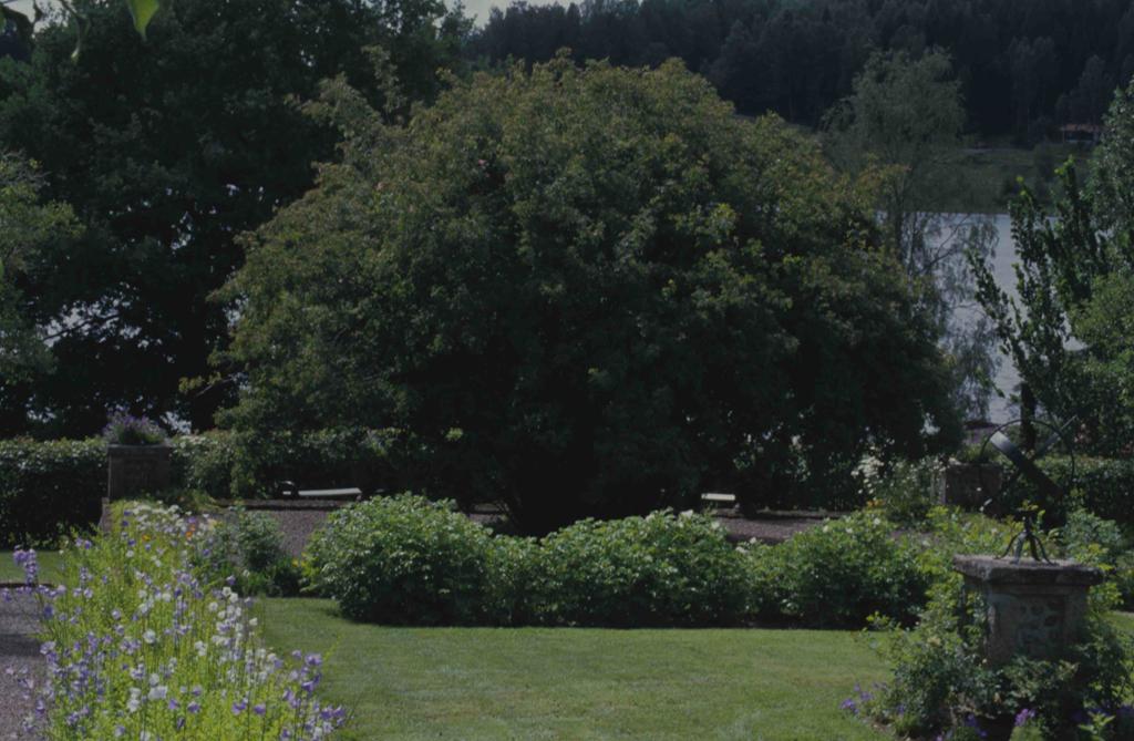 Rosa glauca x pendulina i