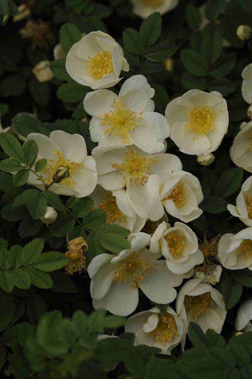 Rosa spinosissima,