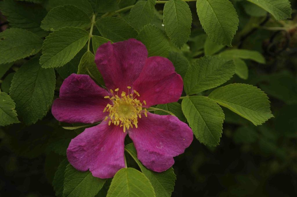 Okänd hybrid mellan Rosa