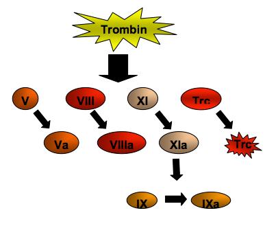 Denna lilla mängd trombin aktiverar FV, FVIII, FIX och trombocyter i anslutning till kärlskadan. FXIa aktiverar FIX (Fig. 6) Figur 6.