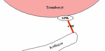 ÖVERSIKT ÖVER KOAGULATIONEN Primär hemostas Till den primära hemostasen räknas: Vasokonstriktion Bildandet av en trombocytplugg som svar på en kärlskada Vasokonstriktion Vid en skada på endotelet