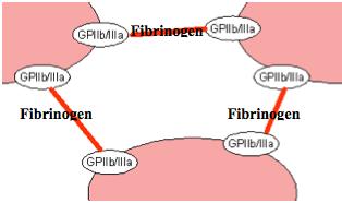 Figur 2. Trombocyterna bildar en plugg genom att bindas samman med fibrinogen.