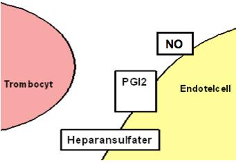 Hämning Bildningen av trombocytpluggen stoppas då den når fram till oskadat endotel p g a att det där finns prostacyklin (PGI 2 ), heparansulfat och kvävemonoxid (NO), vilka hindrar aktivering av