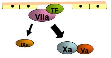 Aktivering Initiering Då FVIIa kommer fram till en skadad del av kärlväggen, där det finns blottad vävandsfaktor (tissue factor; TF), komplex-binds FVIIa till denna.