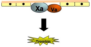 Komplexet FXa/FVa är bundet till den skadade cellytan (Fig. 4). Förstärkning Figur 4. Aktivering av koagulationsfaktorer vid skadat endotel.