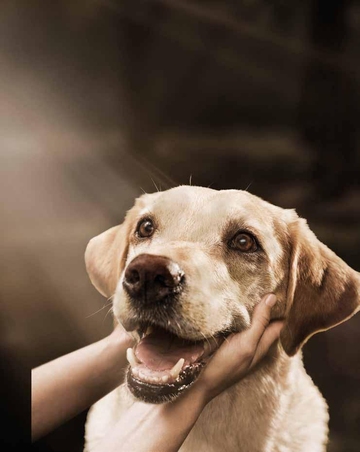 En mage i balans är en förutsättning för att din hund ska trivas och må bra och den bästa grunden för en glad mage är ett smakligt välbalanserat foder med naturliga råvaror.