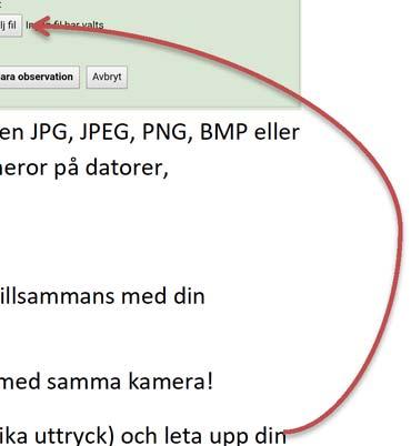 På så sätt kan du samtidigt kontrollera att du inte rapporterar in samma observation (d.v.s. samma datum) två gånger, eller missar att rapportera in en observation som du har på din fältblankett.