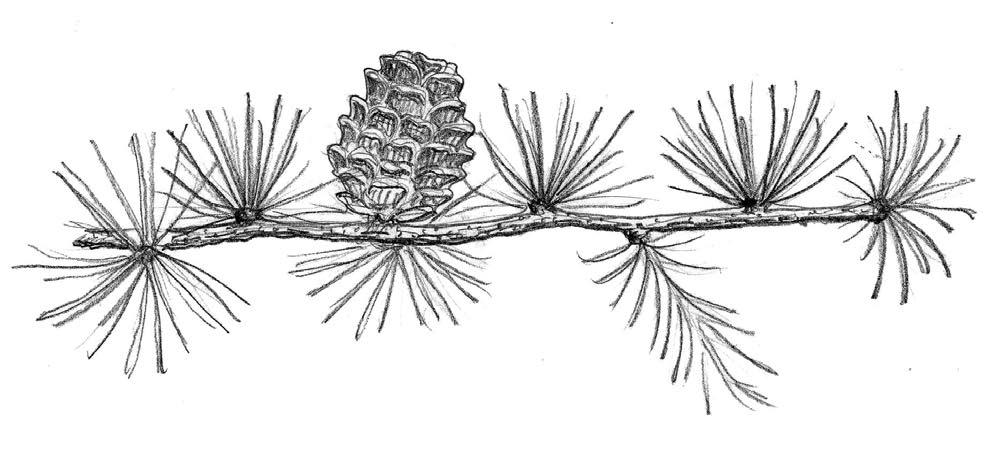 17. Asklönn 19.