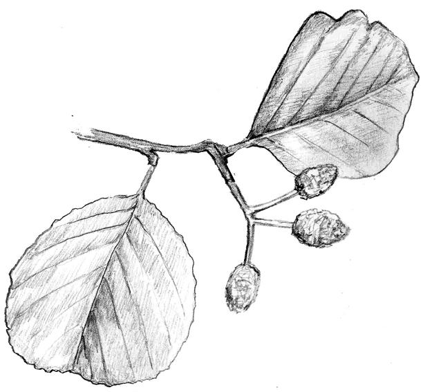 33. Tysklönn Acer pseudoplatanus 35.