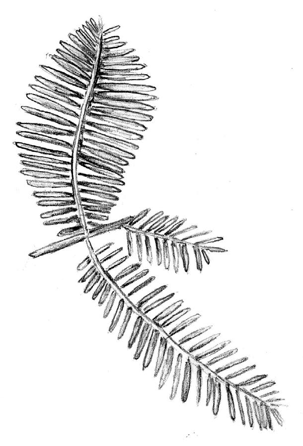 5. Äkta kastanj Castanea sativa 7.