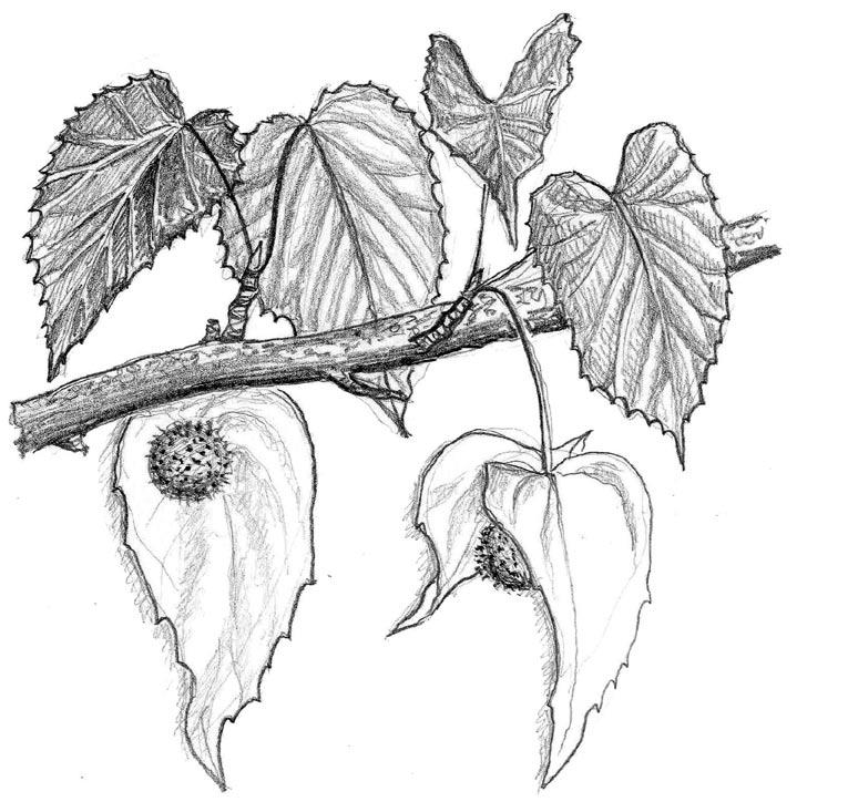 9. Näsduksträd Davidia involucrata 11.