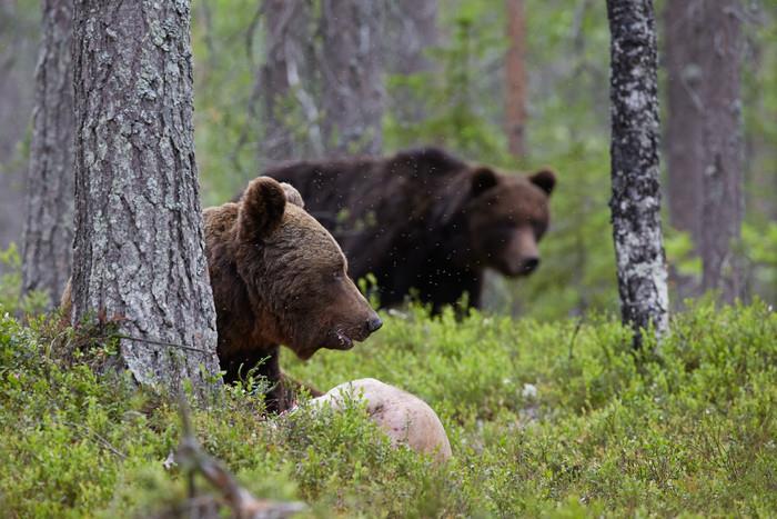 FAKTA OM BJÖRNPOPULATIONEN Den första inventeringen 2001-2002 visade på ca 550 individer i Dalarna och Gävleborg tillsammans Senaste inventeringen 2012 visade på ca 400 björnar i Dalarna och