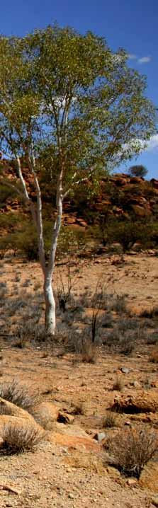 VICTORIA MELBOURNE Northern Territory TASMANIA HOBART Om du vill uppleva outbacken i Australien ska du besöka Northern Territory.