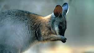 Reseförslag - Australien RESEFÖRSLAG: RESEFÖRSLAG: 14 dagar Sydney, nationalparker och södra Queensland 14 dagar Adelaide, Kangaroo Island och Melbourne I detta förslag har vi kombinerat några dagar