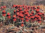 Andra och tredje dagen tillbringas med att upptäcka olika delar av Flinders Ranges, med höjdpunkter som Arkaroola Wilderness Sanctuary - där guiden tar dig med på några av områdets 4WD tracks.