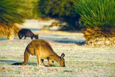 Naturen är storslagen med unika bergsformationer, australiensisk bush, klippor och vackra stränder. Men mest av allt är Kangaroo Island känt för sitt rika djurliv.