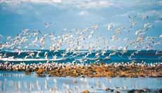 Kangaroo Island är känt för sitt rika djurliv och mycket av Australiens ursprungliga flora och fauna finns fortfarande här. Ett besök på Kangaroo Island är ett måste när du är i South Australia.