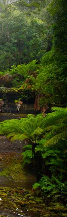 Det är en vacker och sparsamt befolkad ö. Naturen på Tasmanien är mycket omväxlande.