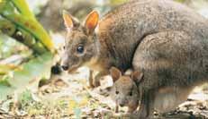 Reseförslag - Australien RESEFÖRSLAG: RESEFÖRSLAG: 21 dagar Sydney, Ayers Rock, Cairns och Hamilton Island 21 dagar Södra Queensland, Sydney och Kakadu National Park Ett unikt och exklusivt förslag